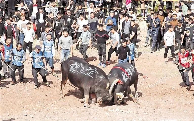 "斗牛相思"：黔东南斗牛文化的独特魅力