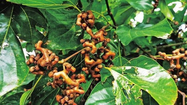 如何正确食用拐枣