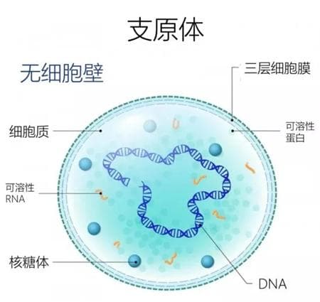 从病原体到预防，带您全面了解支原体肺炎！