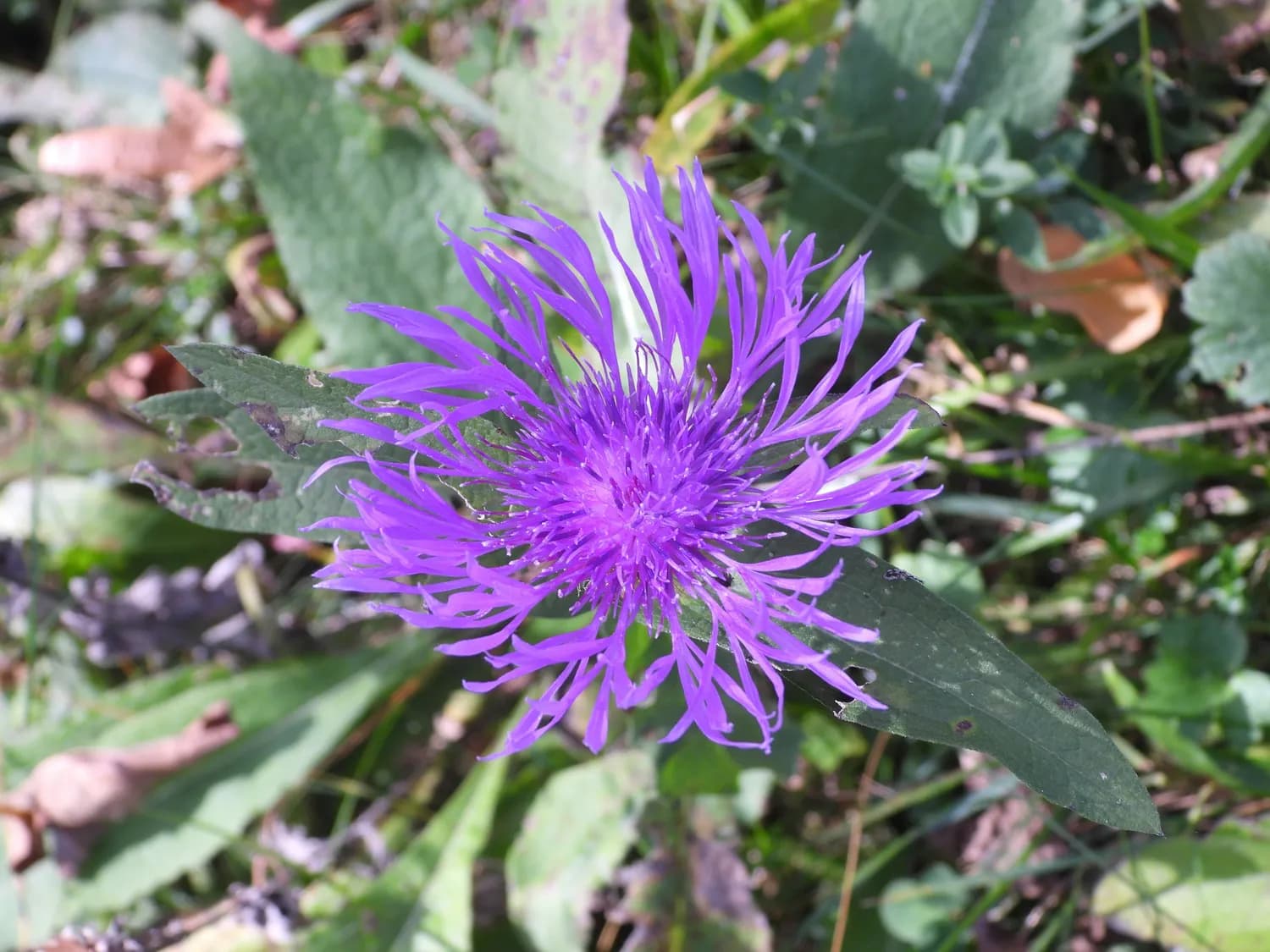 秋冬咳嗽救星：款冬花和紫菀