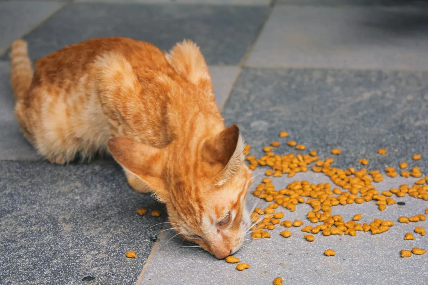 橘猫饮食敏感？小心这些食物！