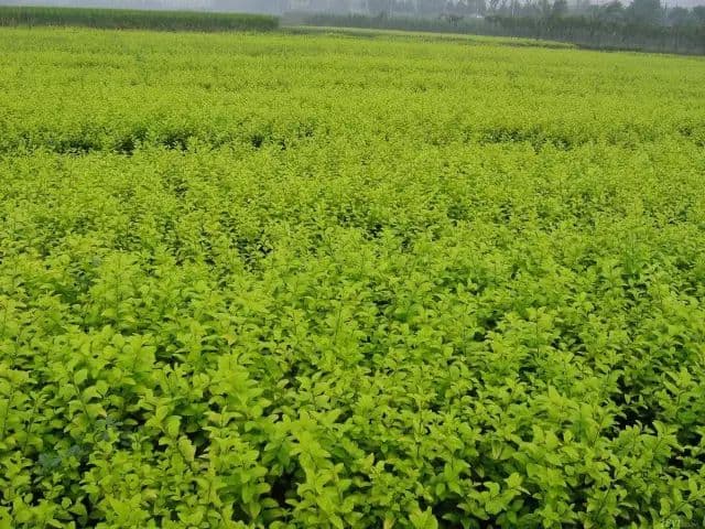投资苗圃种植 如何选择地址，控制规模，选择品种树苗？