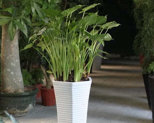 滴水观音适合放在哪里？家居风水摆放有讲究吗？