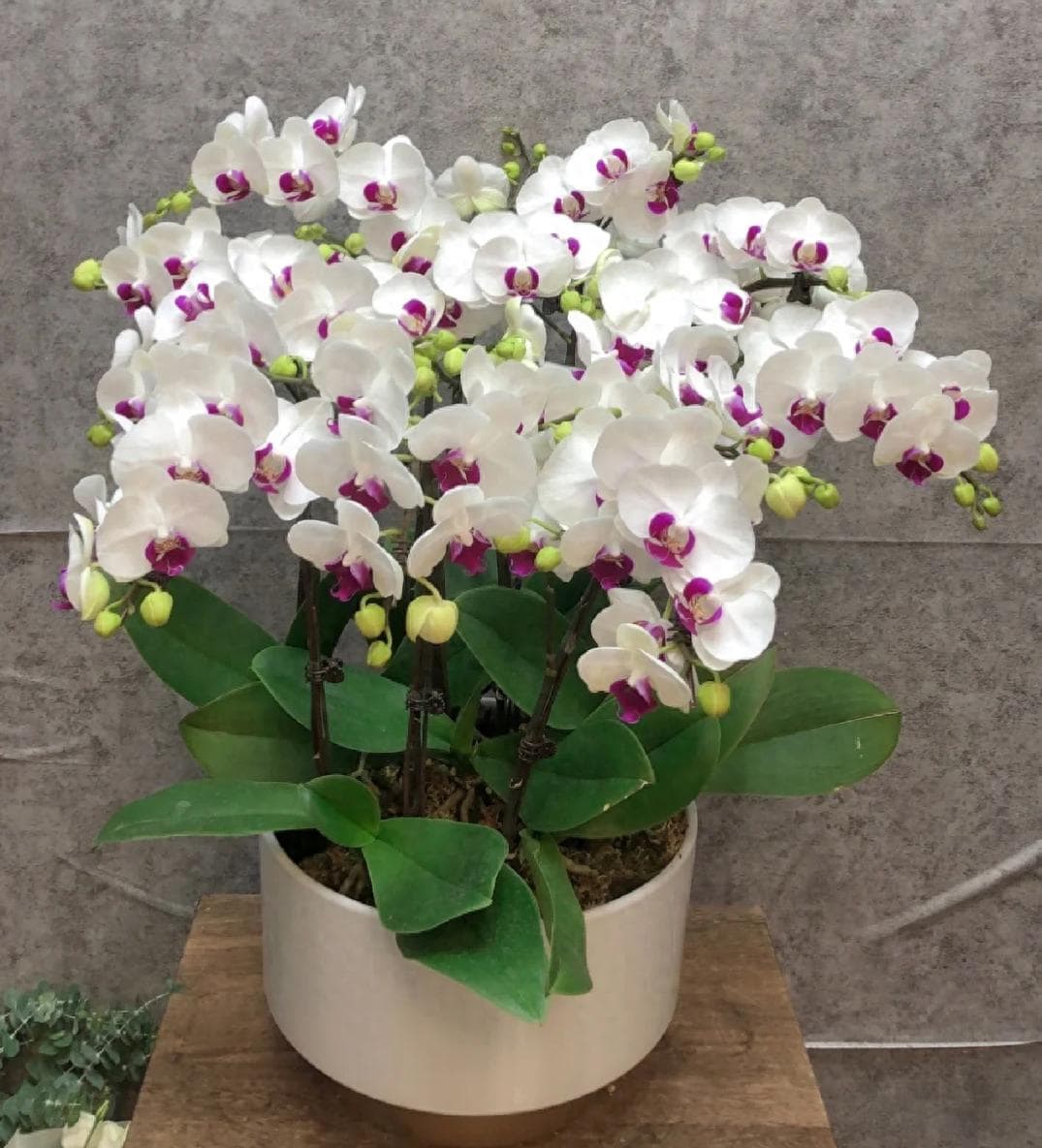蝴蝶兰“爱吃”一种肥，每月“喂”一次，叶绿花又艳，花苞满枝头