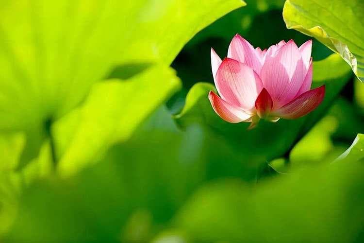 荷花怎么美：探秘荷花姿态、色彩与意境的极致之美!