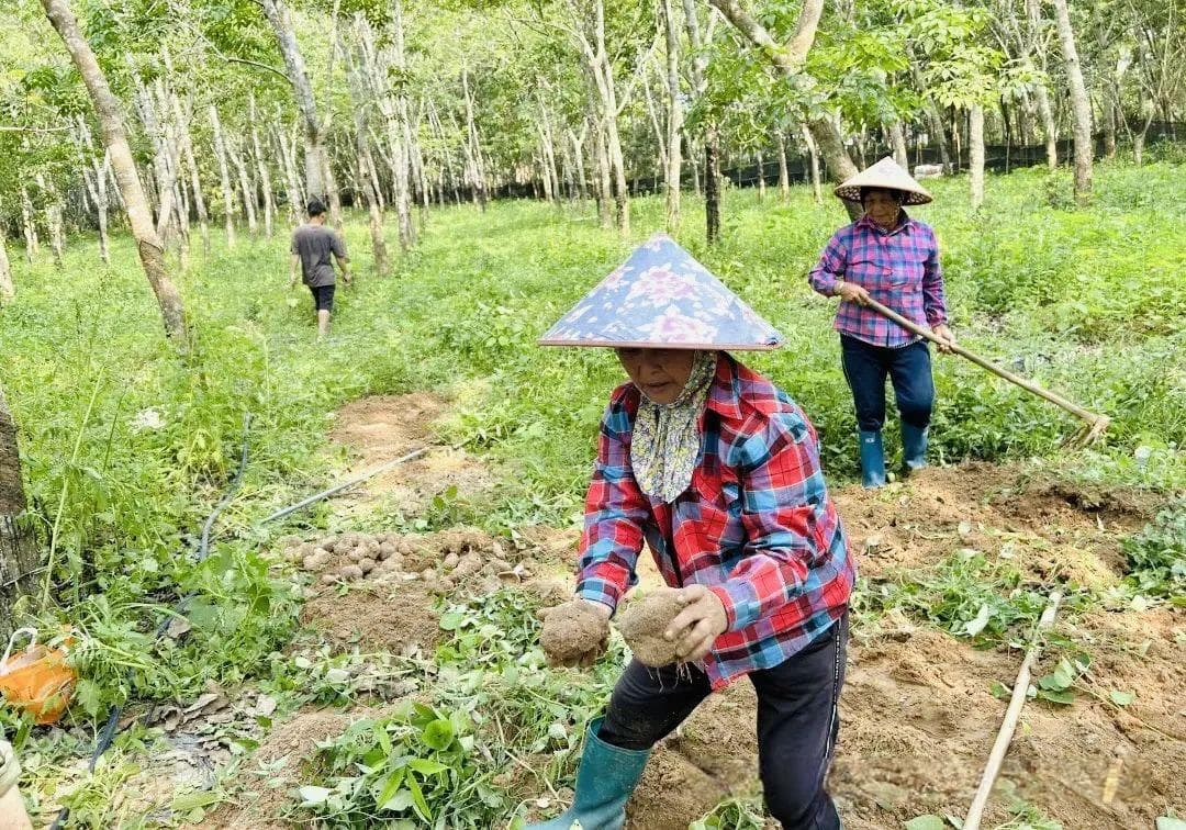 林下生金：海南光吉村食用菌产业助力乡村振兴