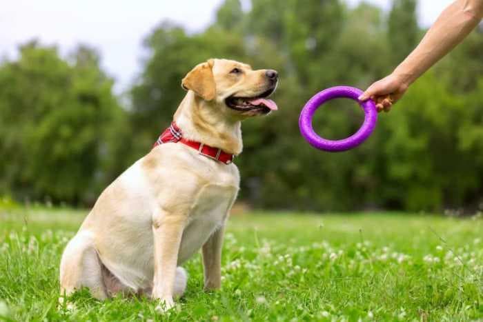 拉布拉多犬需要多少运动量?(不同年龄段拉布拉多运动对照表)
