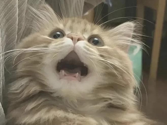猫可以食用鸡蛋，但你知道正确的喂食方式吗？