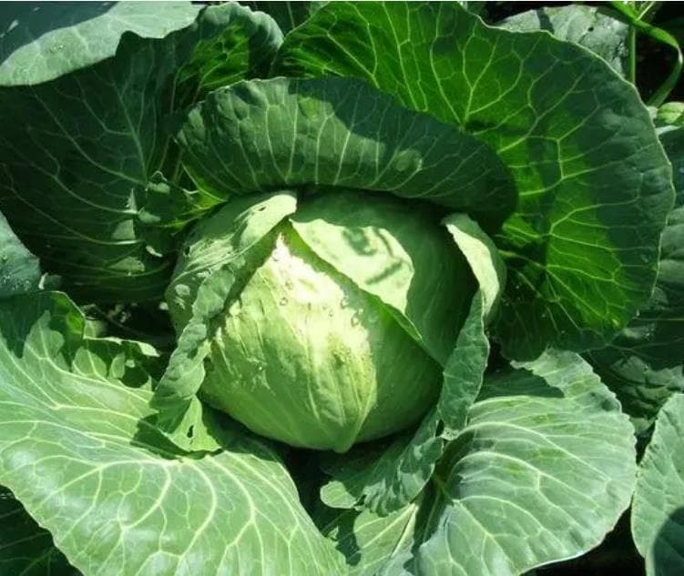 时令野菜——白蒿蒸菜正当时