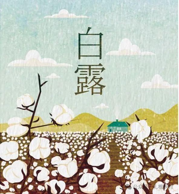 白露时节种什么蔬菜好？7种耐寒蔬菜管理简单产量高，别错过种植时机
