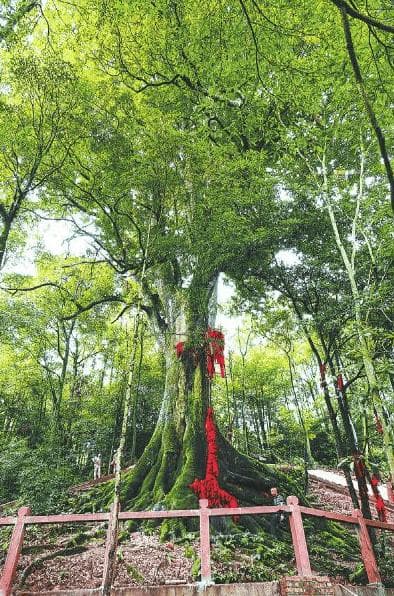 四川加速构建古树名木保护“安全网”
