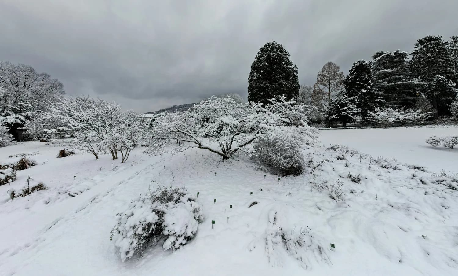信阳市茶园遭遇暴雪：灾后恢复进行时