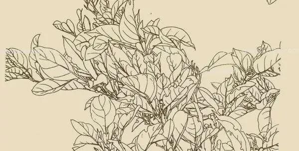 工笔花卉白描技法特点详解
