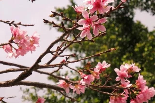 香港全年赏花指南：12种花卉花期与最佳观赏地点全攻略