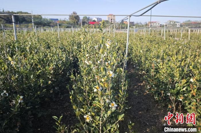 “良种+良法”促湖南衡南50余万亩油茶绿生“金”