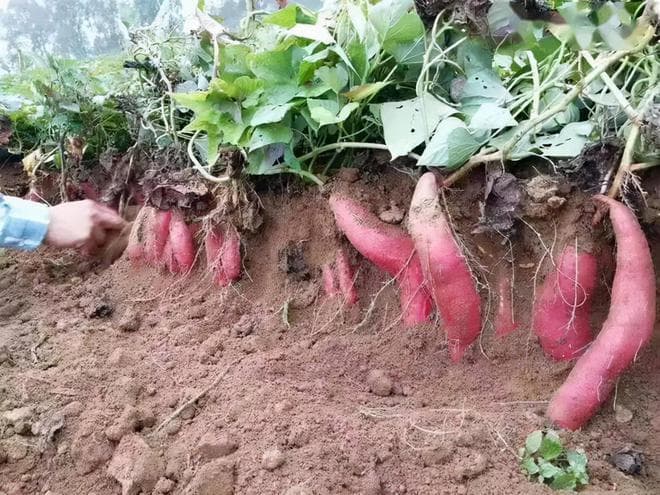 “红薯一把灰，结成一大堆”，谷雨之后要栽红薯，怎么栽？有妙招