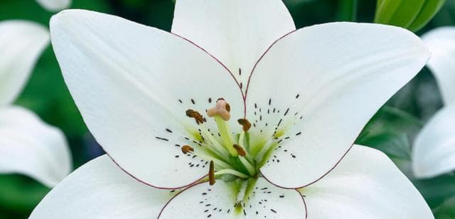 百合花象征着什么？了解其背后的文化和含义？