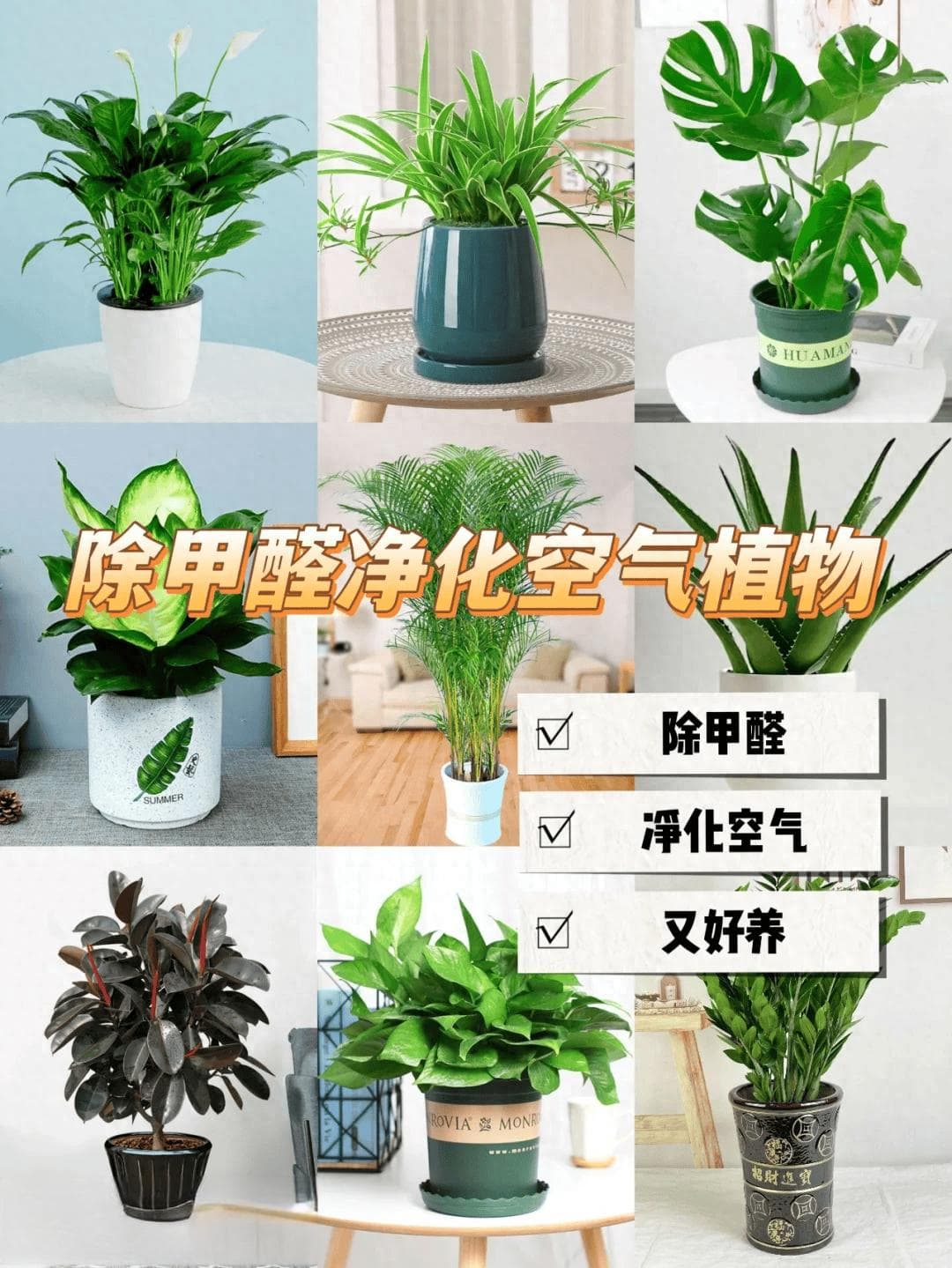 “吸甲醛”最猛的5种绿植！好养颜值高，别只会傻傻买绿萝