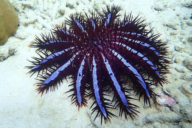 棘皮动物：海洋中的独特生物群体