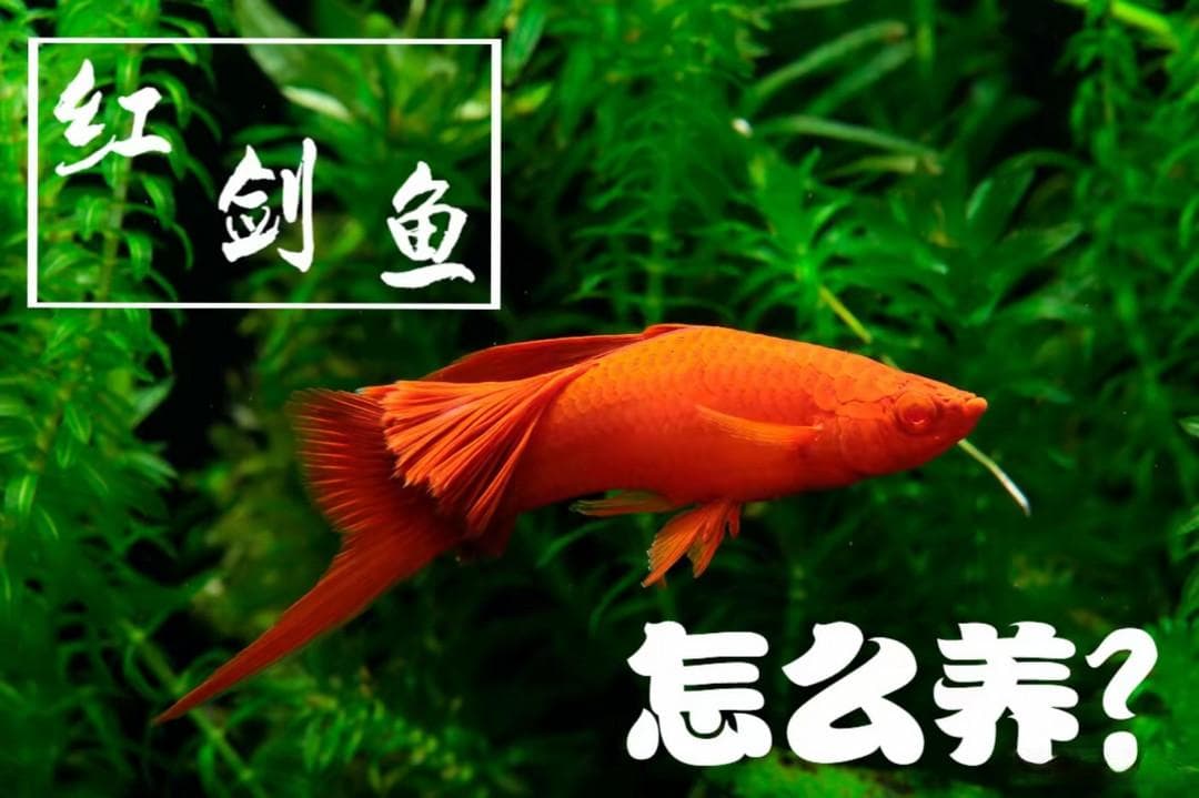 红剑鱼怎么养？要学会创造条件，教你10招，轻松养好红剑鱼