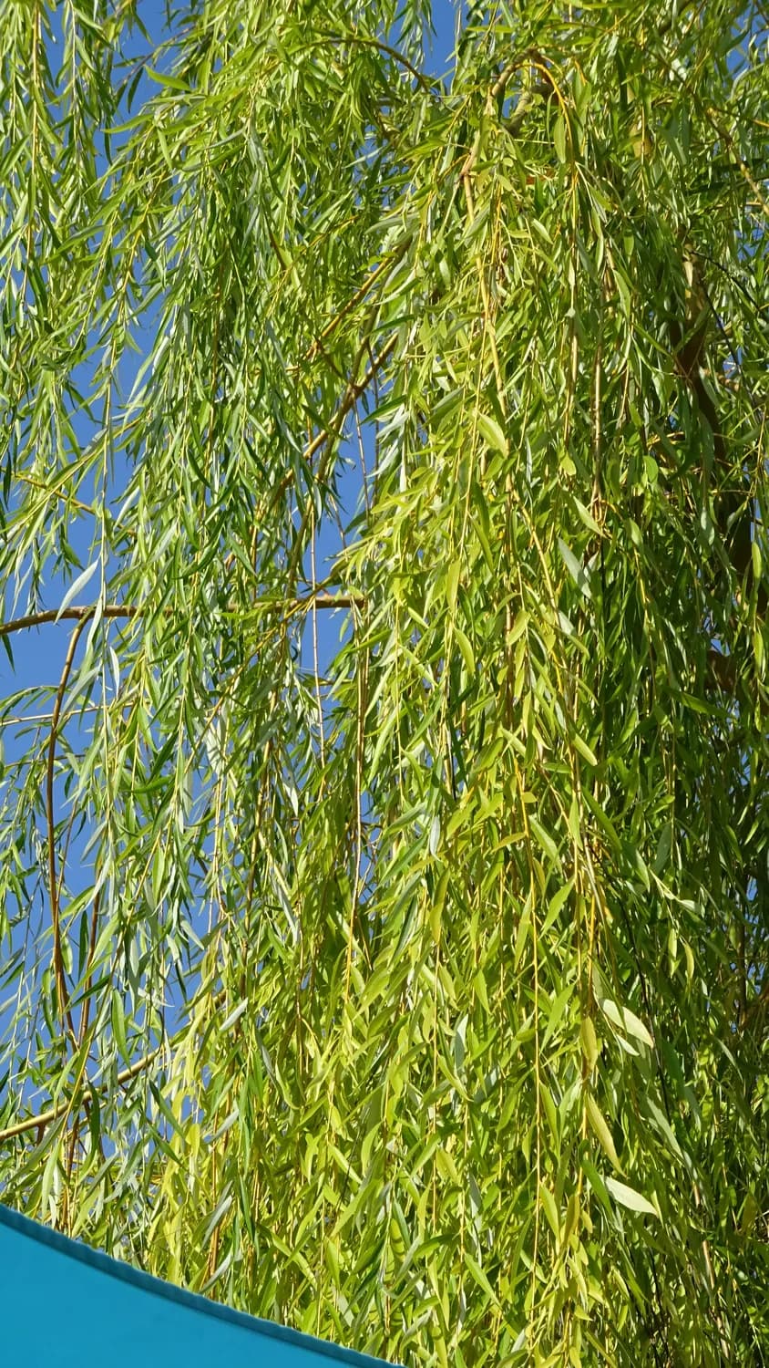 金钱柳薏米茶：秋冬养生新选择，降脂降糖又祛湿