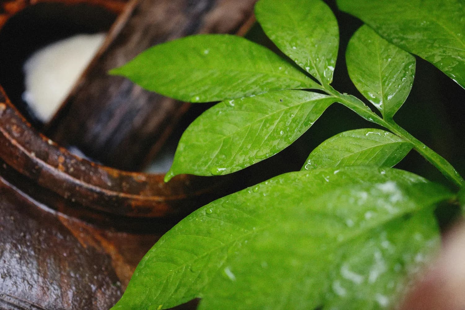 罗汉果叶：糖尿病管理的新选择