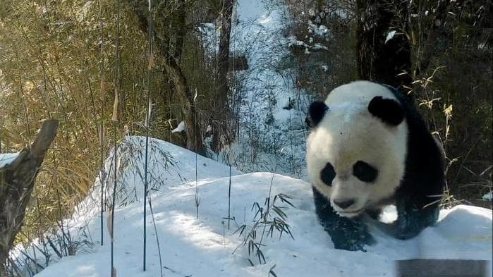 甘肃线上线下全方位呈现野生大熊猫“吃喝拉撒”