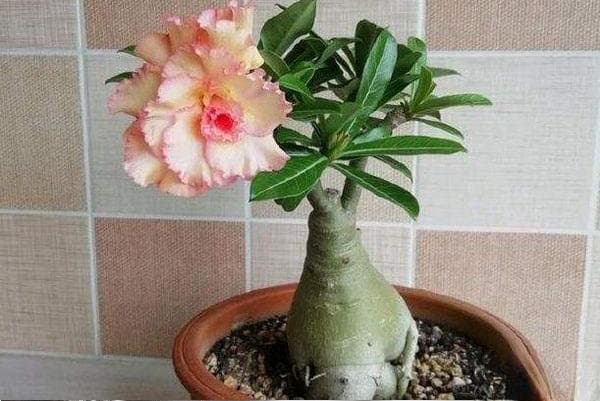 沙漠玫瑰怎么养才开花