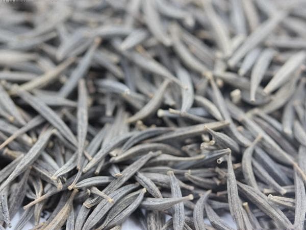 波斯菊的颜色种类与养护方法