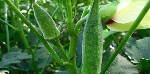 秋葵种植效益分析：从成本到收益的全面解析