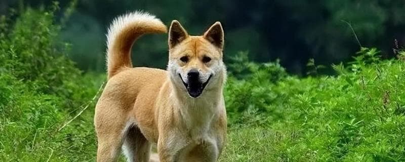 中华田园犬饲养全攻略：从喂养到行为习惯