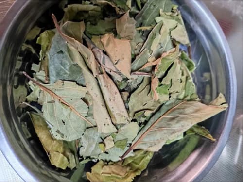 柿子叶可以祛斑吗？柿子叶的功效与作用全解析