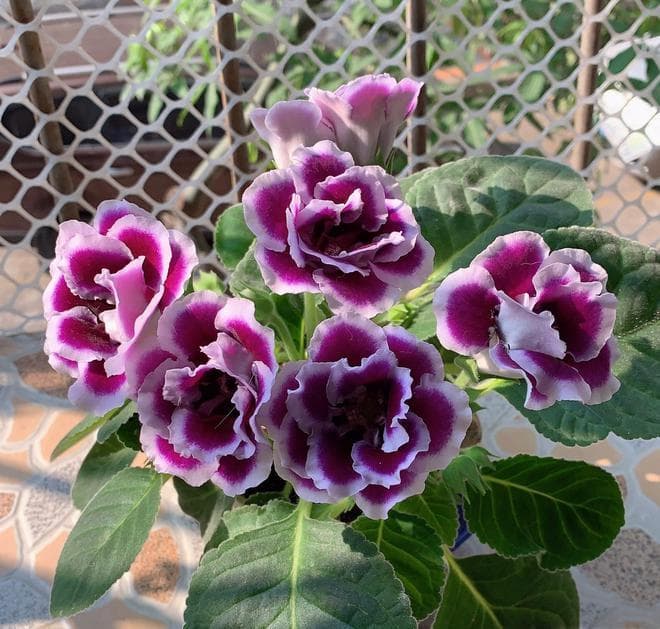 芙蓉花怎么养护和浇水
