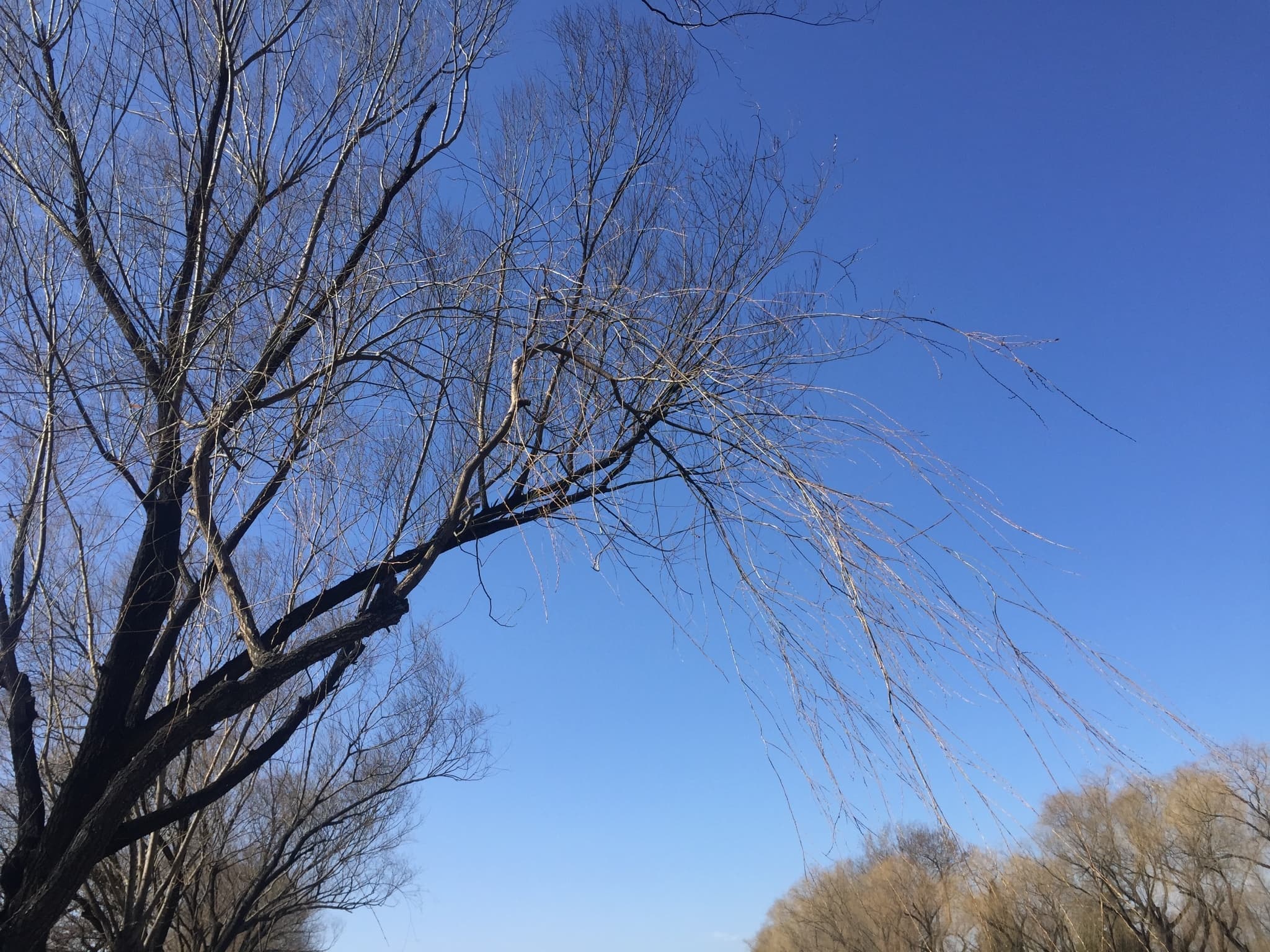 什刹海：北京历史文化名区的前世今生