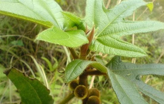 五指毛桃：药用价值与食用方法全解析