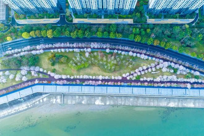 杭州最美的樱花跑道在钱塘江边，曾经上过多次央视，可惜花期太短