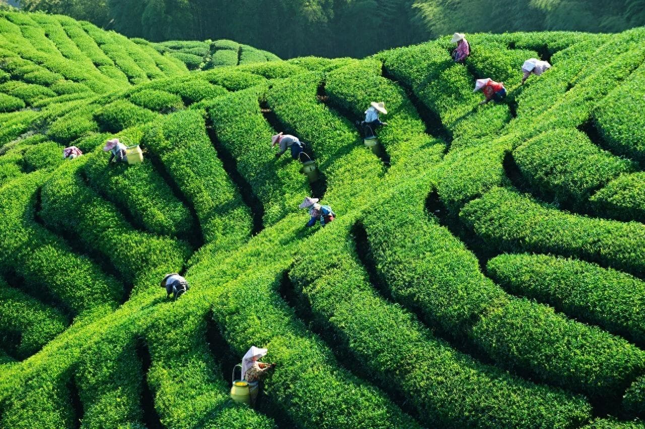 我国四大茶区是怎么划分的？各自茶区生产特点有哪些？看完有数了