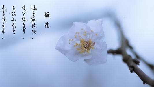 王安石《梅花》赏析：遥知不是雪，为有暗香来