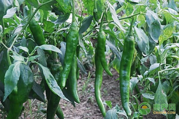 春季辣椒种植时间及技术要点