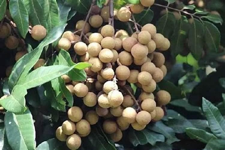 种植龙眼有什么环境要求？