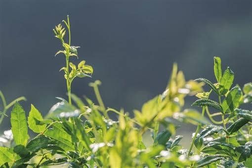 土家族莓茶制作技艺