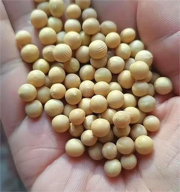 黄豆的吃法可以说是多种多样