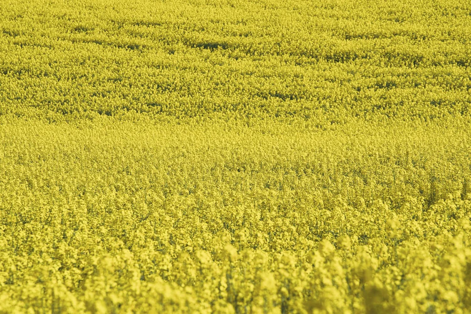 阳朔十里画廊：3000亩油菜花海，四季皆是诗画