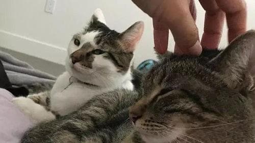 猫咪扰眠？轻柔抚摸，猫咪安静睡。