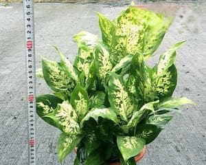 万年青的象征意义（探寻万年青的神秘力量与生命哲学）