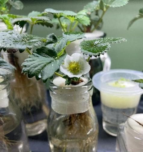 草莓的光照需求（探究草莓喜阴还是喜阳光）