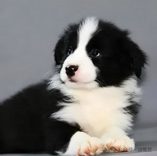 挑选健康边牧幼犬，秘诀在此！