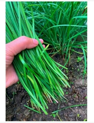 韭菜喜阴还是喜阳的植物？种植技巧是什么？