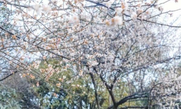 鸿恩寺的故事来历