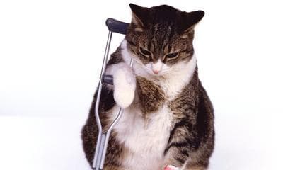 猫咪外伤处理及药物使用指南